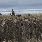 Sunflower Field long after the Summer