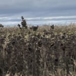 Sunflower Field long after the Summer
