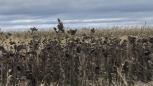 Sunflower Field long after the Summer